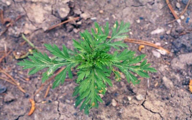 Амброзія полинолиста, фото: Steve Dewey, ipmimages.com